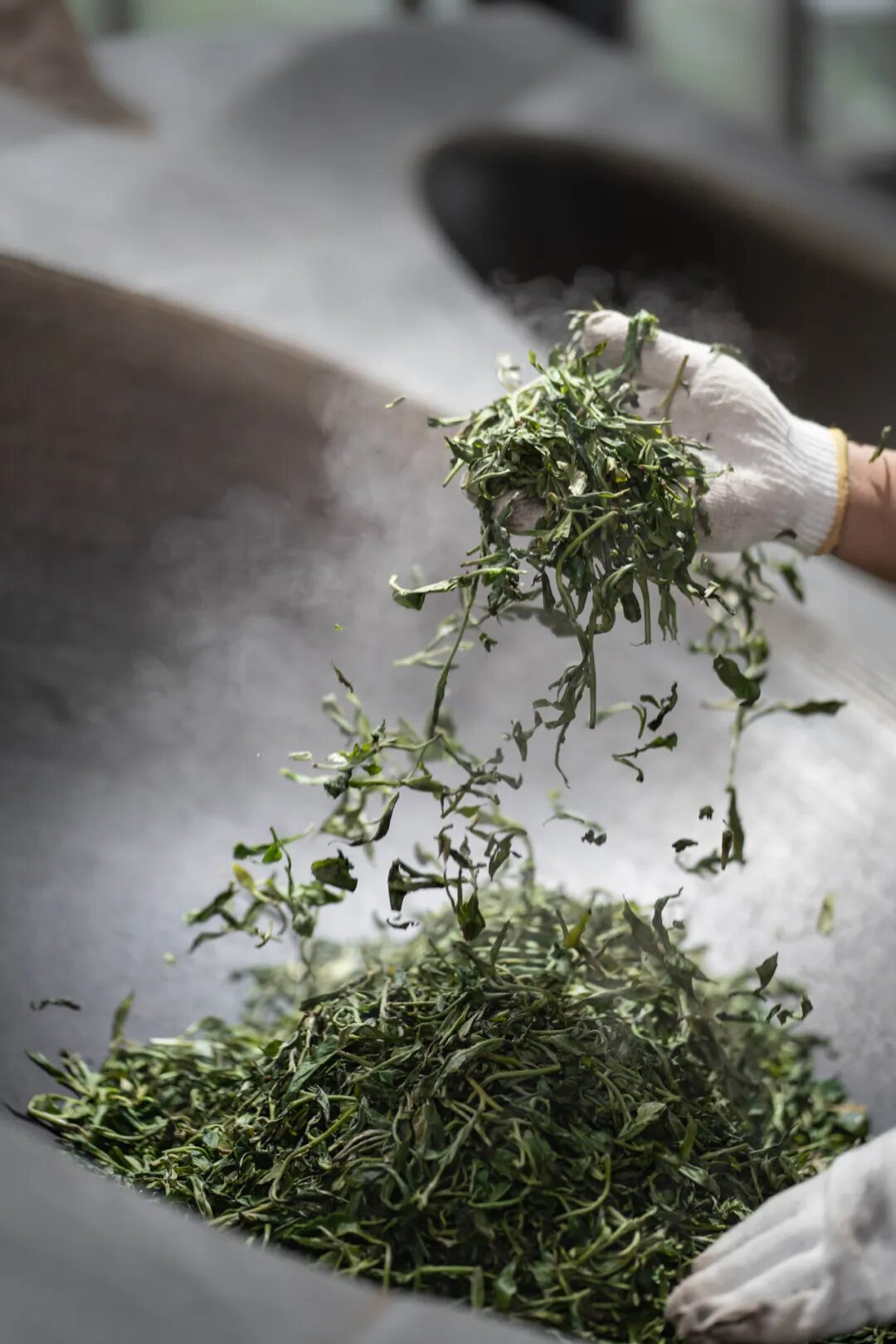 Hands lifting freshly processed tea leaves