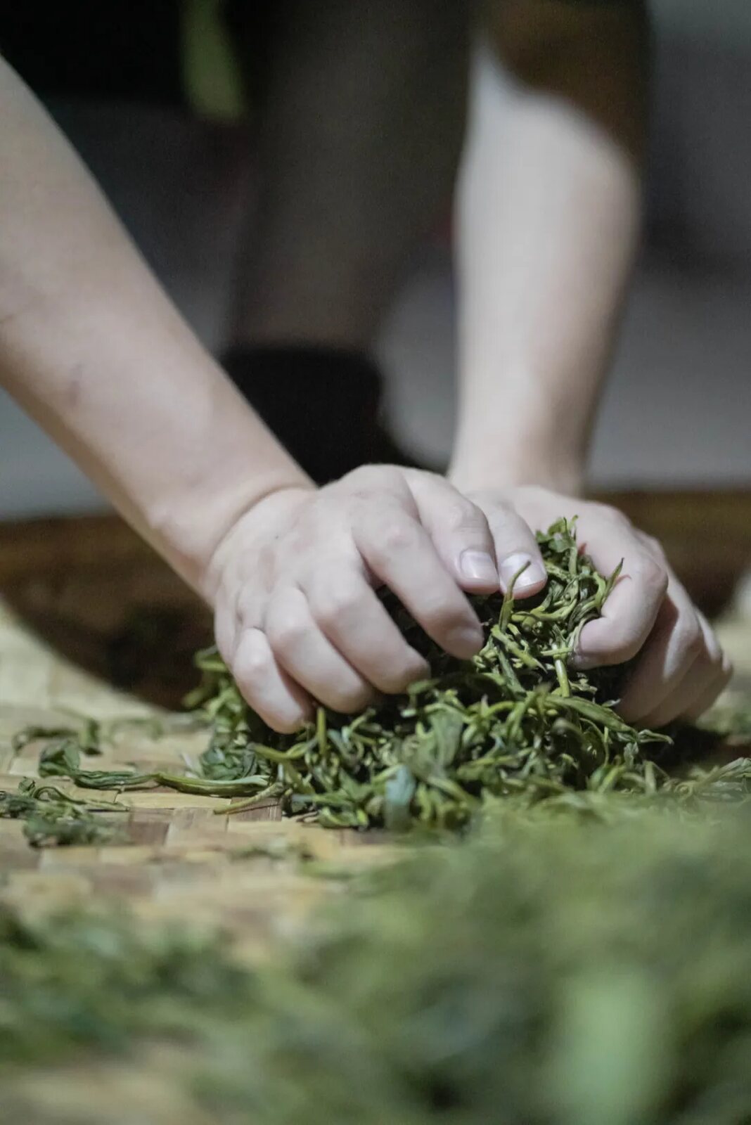 Fresh tea leaf being handled during processing
