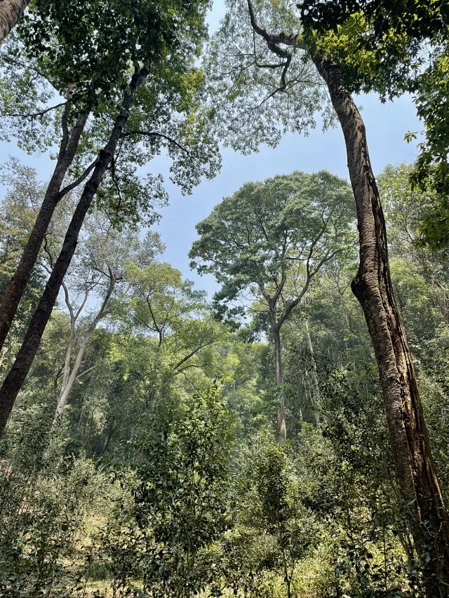 Another view of Cunqing · Forest Ancient-Tree Raw Pu’er