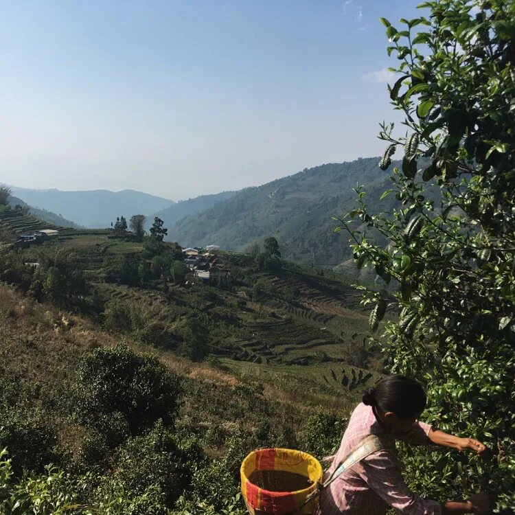 Another view of Dongguo · Ancient-Tree Raw Pu’er