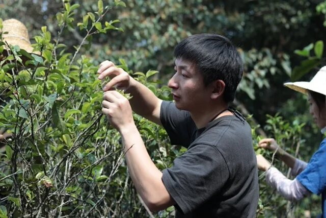 Another view of Rencai · Selected Ancient-Tree Raw Pu’er