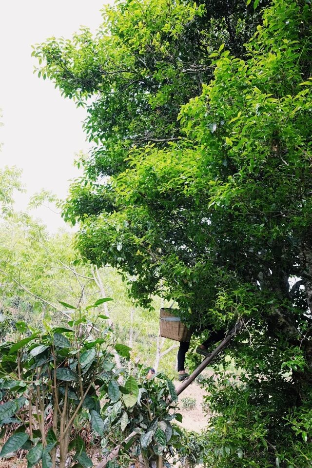 Another view of Single-Tree Wild Black · 2026