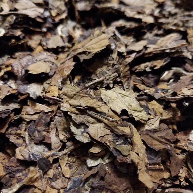 另一张照片 雨鼓 · 景迈古树白茶