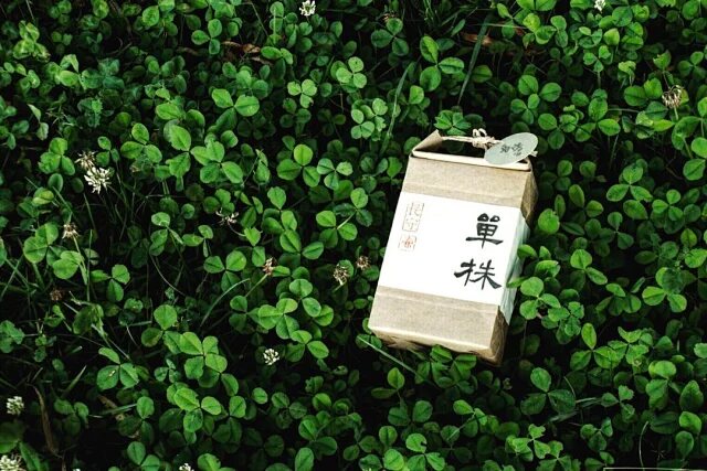 Single-Tree Wild Black · 2026